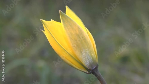 Spring: yellow flower of wild tulips (Tulipa hypanica).
 photo