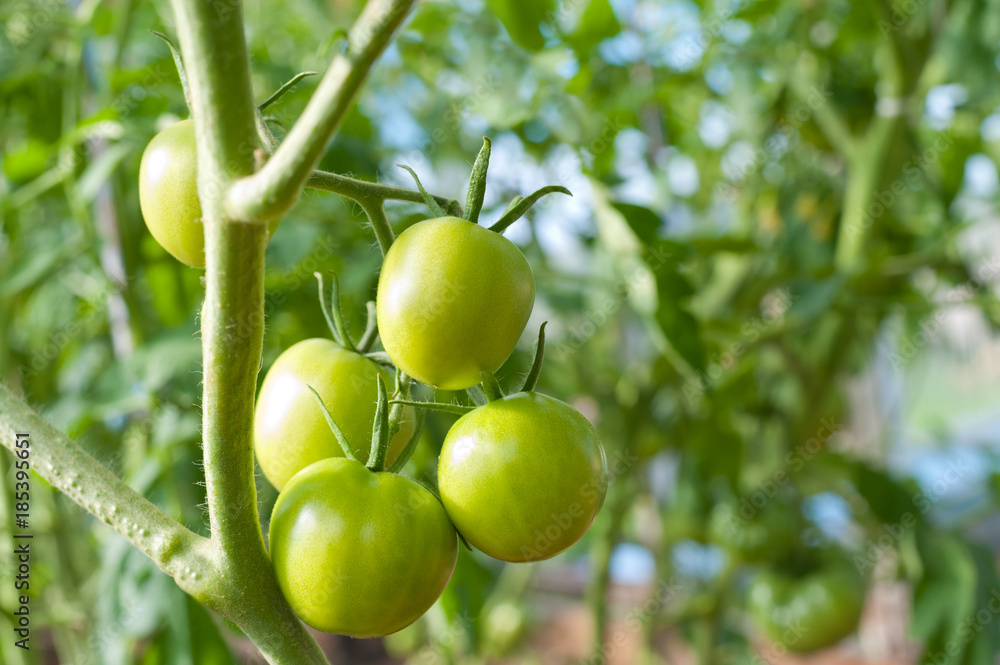 green tomato plants in greenhouse