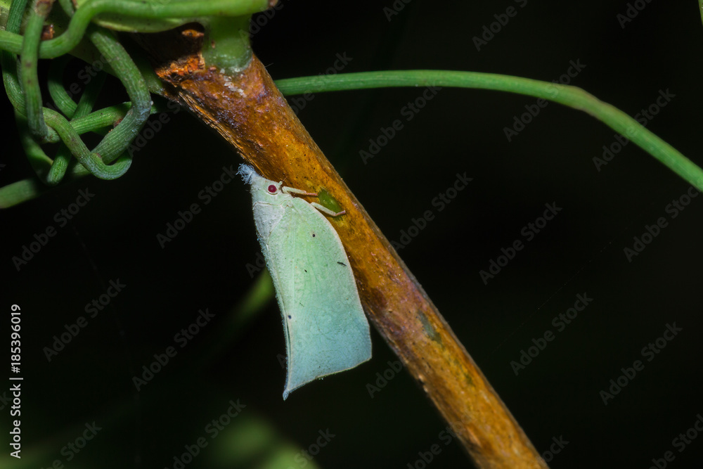Obraz premium Beautiful White Moth with red eyes sitting resting, Nosy Komba, Madagascar