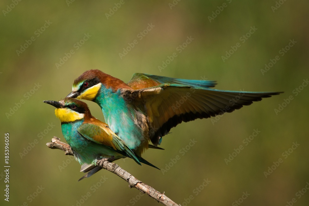 European bee eaters (Merops apiaster) mating