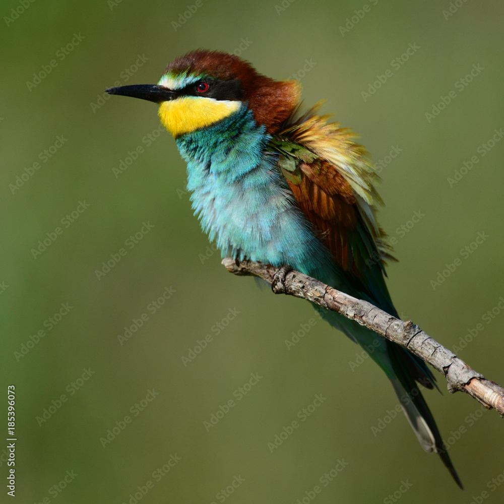 Fototapeta premium European bee eaters (Merops apiaster) sitting on a stick