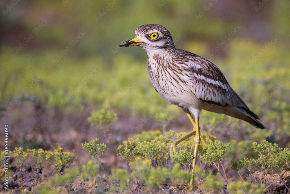 Obraz premium Eurasian stone curlew (Burhinus oedicnemus) on a beautiful background