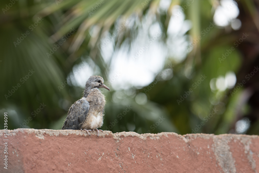 Obraz premium Baby Dove