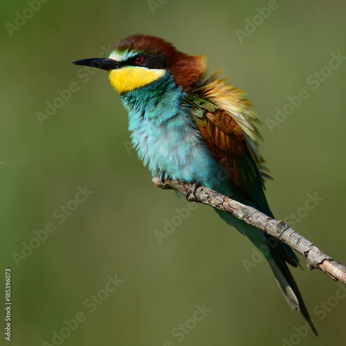 European bee eaters (Merops apiaster) sitting on a stick