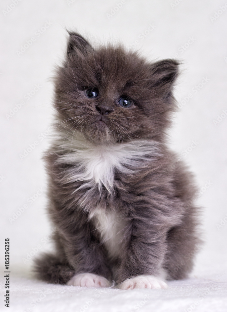 small gray kitten maine coon