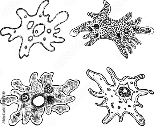 set of the different decorative amoebas
