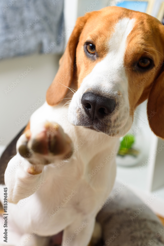 Beagle dog give paw