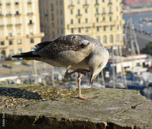  seagull scratching itself, napoli