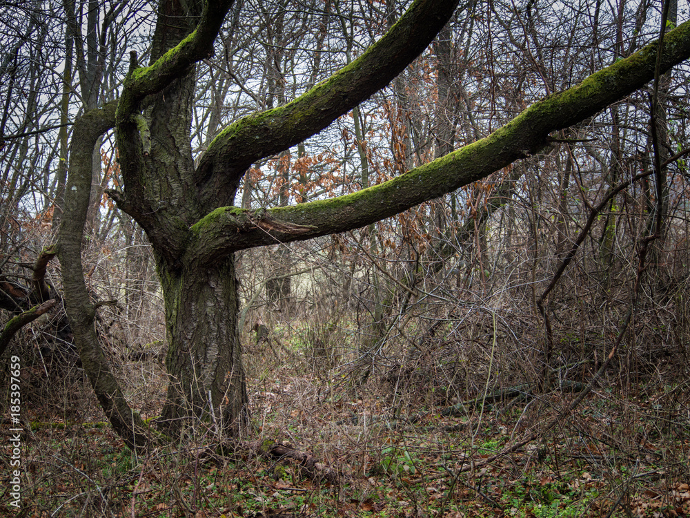 Fototapeta premium Alter Baum im Wald