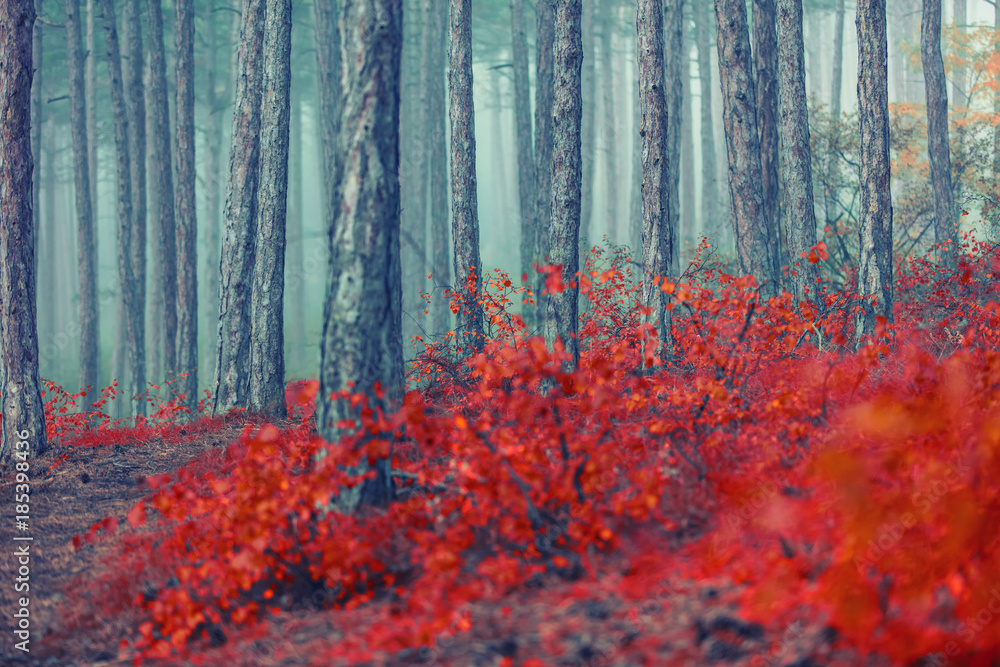 colorful autumn forest background 