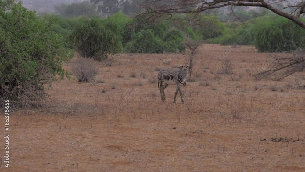 Zebra Walks Across The Desert Savannah With A Reddish-Brown Ground Zebra Walks Across The Desert Savannah With A Reddish-Brown Ground