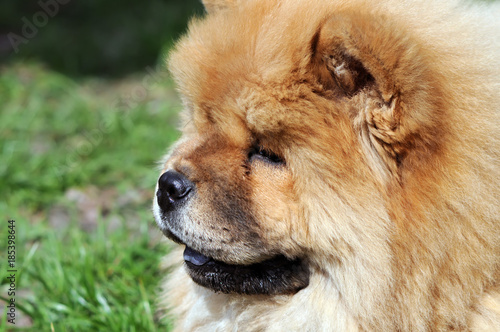  close-up portrait of a  chow-chow dog