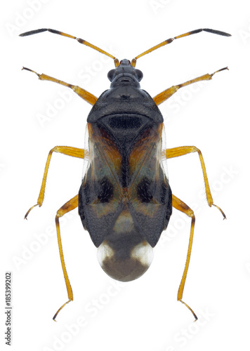 Bug Anthocoris nemorum on a white background photo