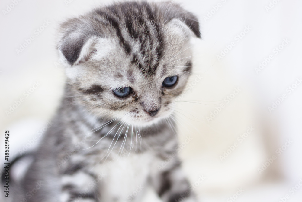 Portrait of adorable grey kitten on white background.