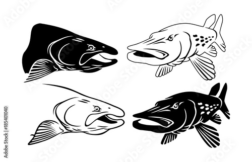 salmon and pike