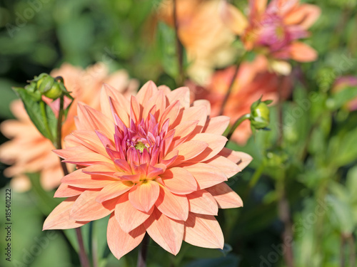 Fototapeta Naklejka Na Ścianę i Meble -  Dahlien, Dahlias