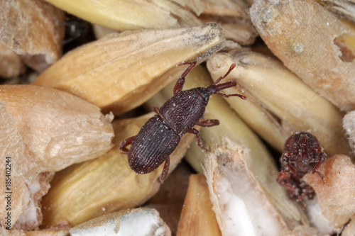 wheat weevil Sitophilus granarius beetle on damaged grain