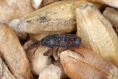 wheat weevil Sitophilus granarius beetle on damaged grain
