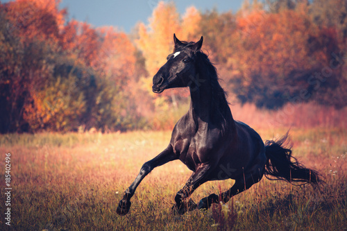 Black horse galloping on the autumn nature background