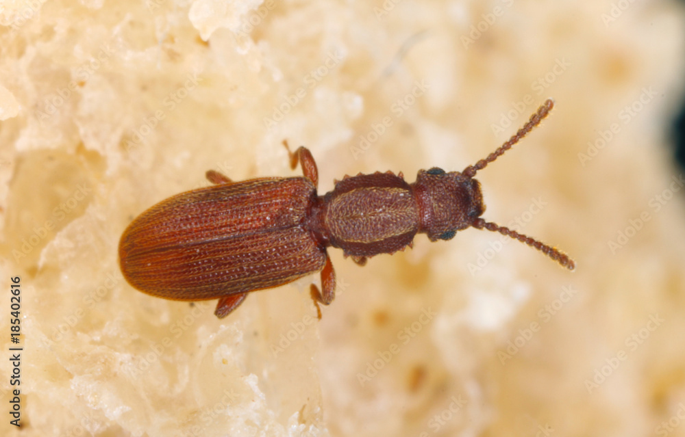 The sawtoothed grain beetle Oryzaephilus surinamensis is a insect of ...