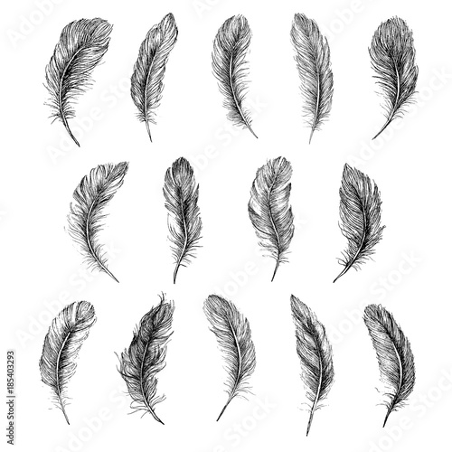 Vector Black and White Feather Pattern © oldesign