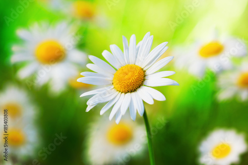 Fototapeta Naklejka Na Ścianę i Meble -  Chamomile among flowers