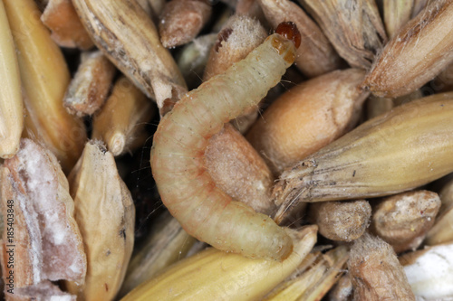 Caterpillar of Indian mealmoth or Indianmeal moth Plodia interpunctella of a pyraloid moth of the family Pyralidae is common pest of stored products and pest of food in homes photo