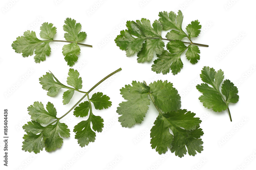 coriander leaves isolated on white background coriander leaves isolated on white background