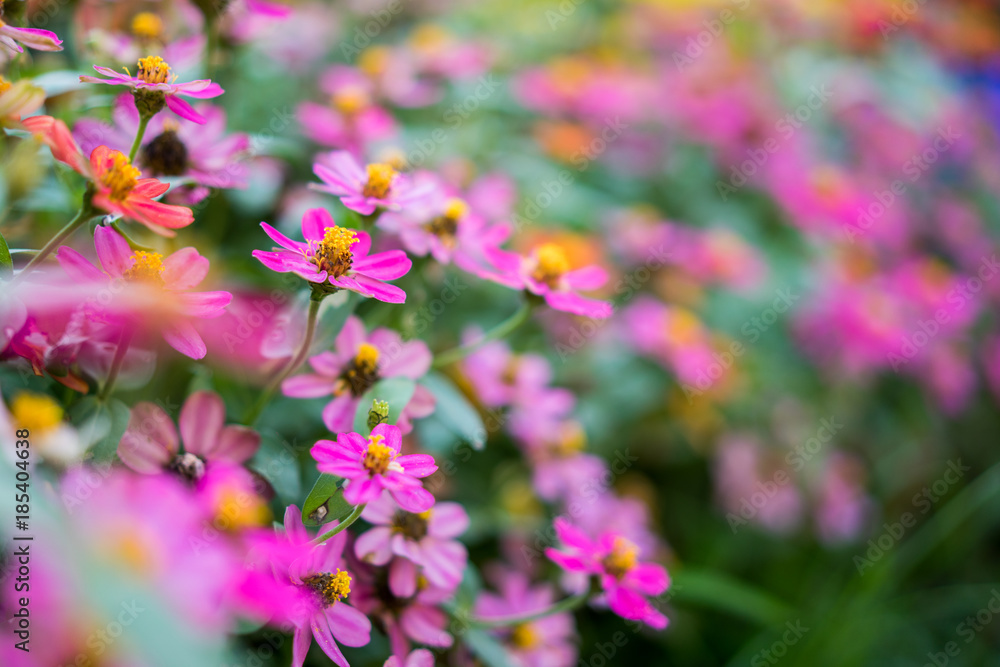 Flowers zinnia elegans. Color nature background. Flowers zinnia elegans. Color nature background.