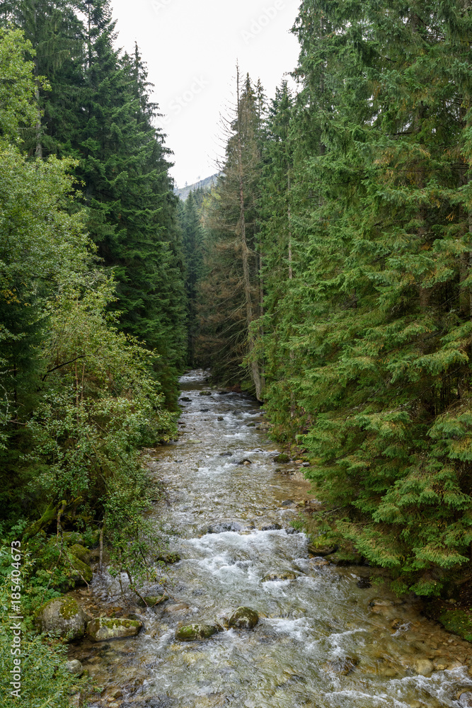 misty morning view in wet mountain area in slovakian tatra. autumn colored forests misty morning view in wet mountain area in slovakian tatra. autumn colored forests