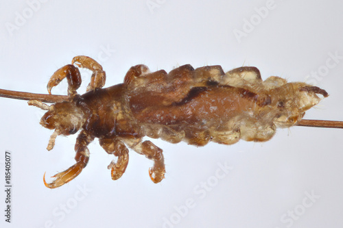 The body louse Pediculus humanus on the hair photo
