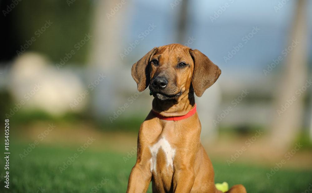 Rhodesian Ridgeback dog puppy outdoor portrait sitting in yard