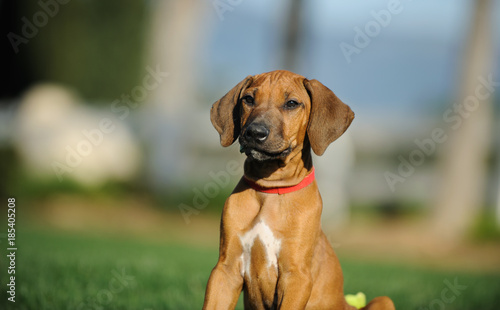 Rhodesian Ridgeback dog puppy outdoor portrait sitting in yard