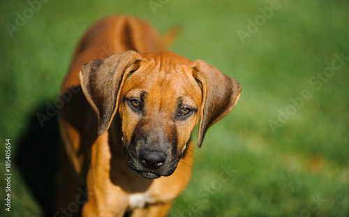 Close-up Rhodesian Ridgeback dog puppy outdoor portrait in grass © everydoghasastory