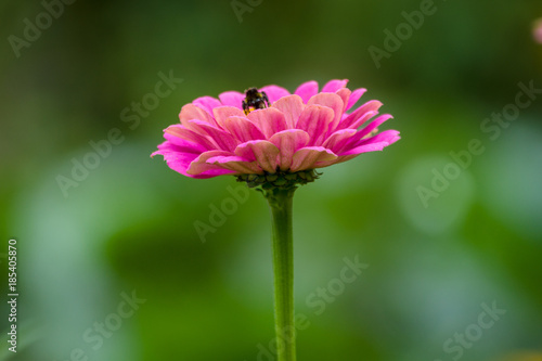 Flower of Zinnia in the garden  close-up.