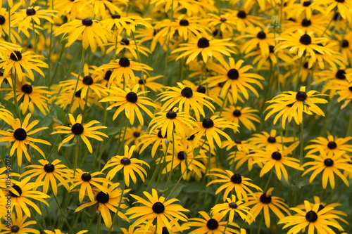 Flowers of Rudbeckia in the garden  close-up. Background.