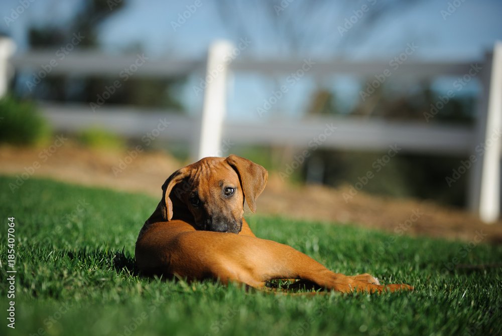 Rhodesian Ridgeback puppy dog outdoor portrait lying in green grass with fence