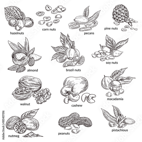 Nuts with nutshell isolated sketches. Natural food