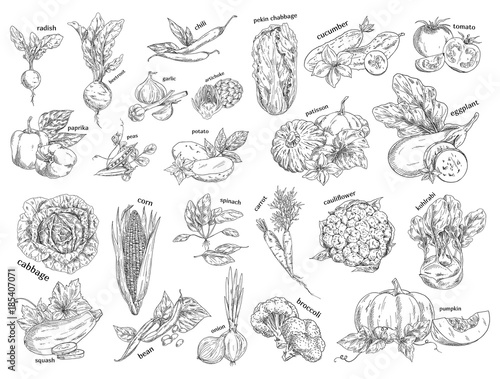 Sketch of vegetarian food. Vegetables