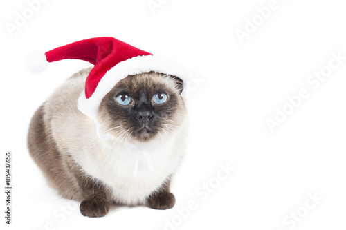 Siamese Cat with Santa hat looking upon a white background isolate © seciltaylan