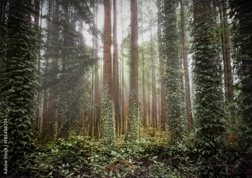 Obraz premium Forest