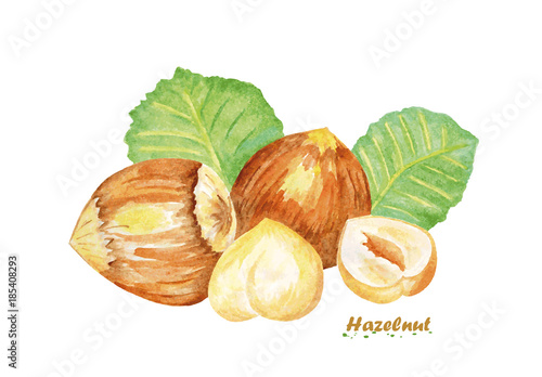 Watercolor Hazelnut. Hand painted