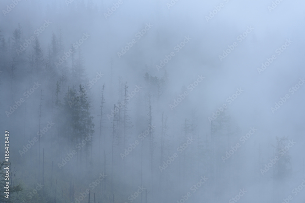 misty morning view in wet mountain area in slovakian tatra. autumn colored forests misty morning view in wet mountain area in slovakian tatra. autumn colored forests