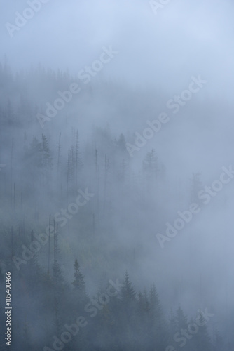 misty morning view in wet mountain area in slovakian tatra. autumn colored forests © Martins Vanags