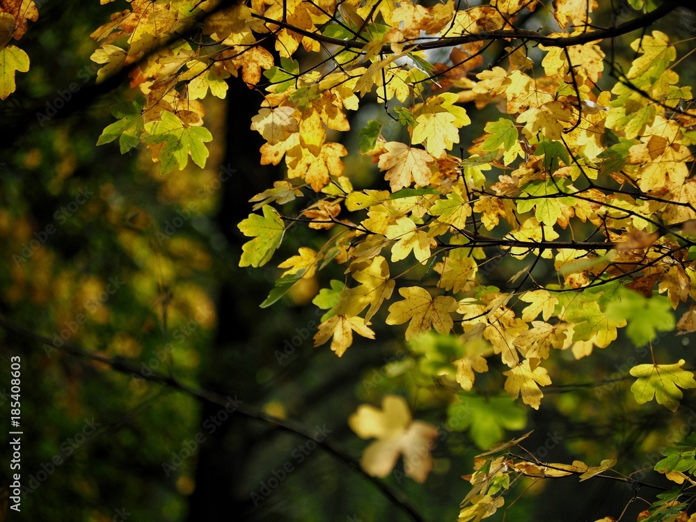 Obraz premium Acre Campestre