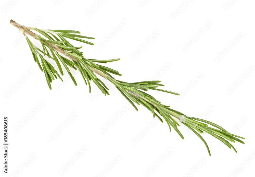 Fototapeta premium Rosemary isolated on a white background