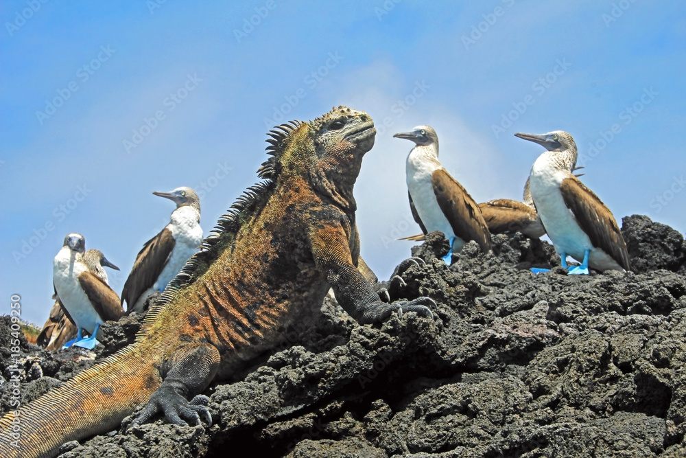 Obraz premium Legwan morski z boobies niebieskonogimi, minami, Sula nebouxii i Amblyrhynchus cristatus, na wyspie Isabela, Galapagos, Ekwadorze, Ameryce Południowej