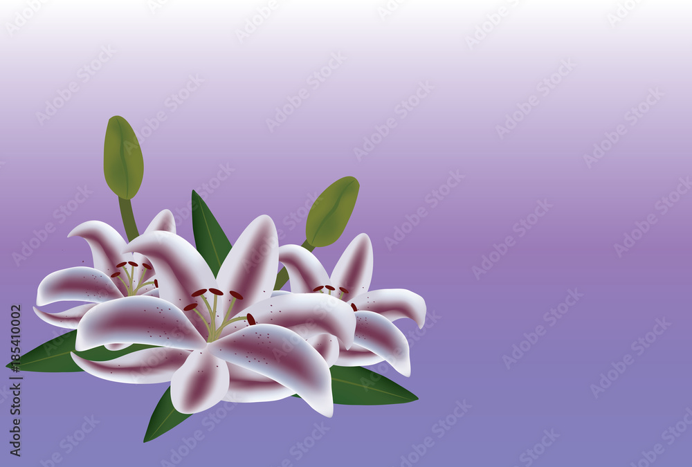 Lilly flowers on violet background, vector Lilly flowers on violet background, vector