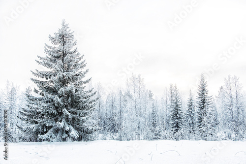 Winter landscape with spruce. Karelia. Russia