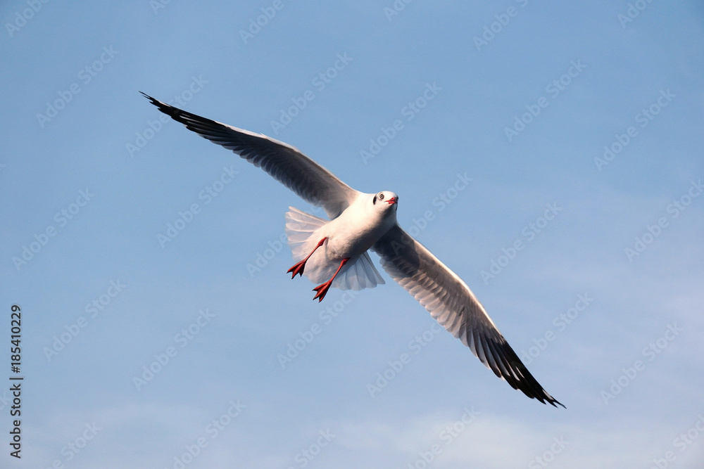 Fototapeta premium Flying seagull
